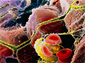 Зрелые клетки печени лучше подходят для трансплантации, чем стволовые клетки